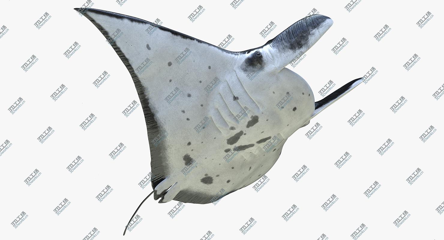 images/goods_img/20210319/Manta Ray Rigged for Maya/5.jpg